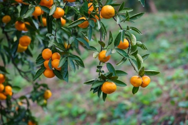 mandalina-agaci-shutter