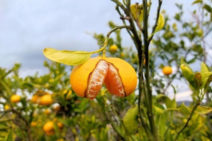 mandalina-agaci-shutter1