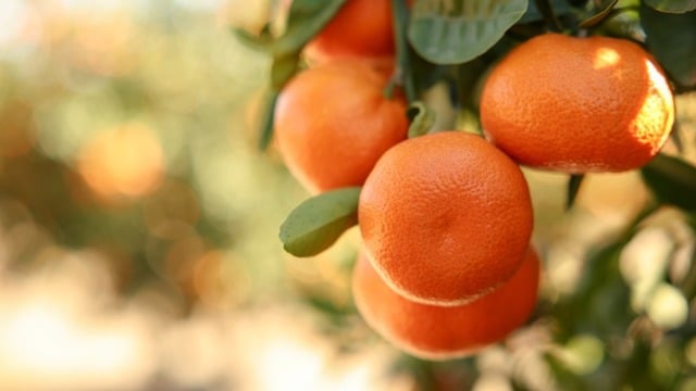 Mandalina Nerede Yetişir? Türkiye’de En Çok Hangi İllerde Yetişir?