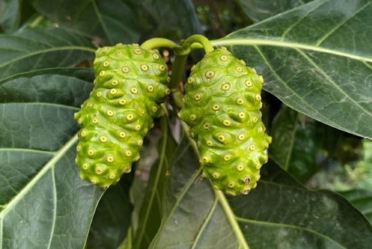 noni-shutter