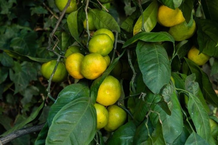 satsuma-shutter