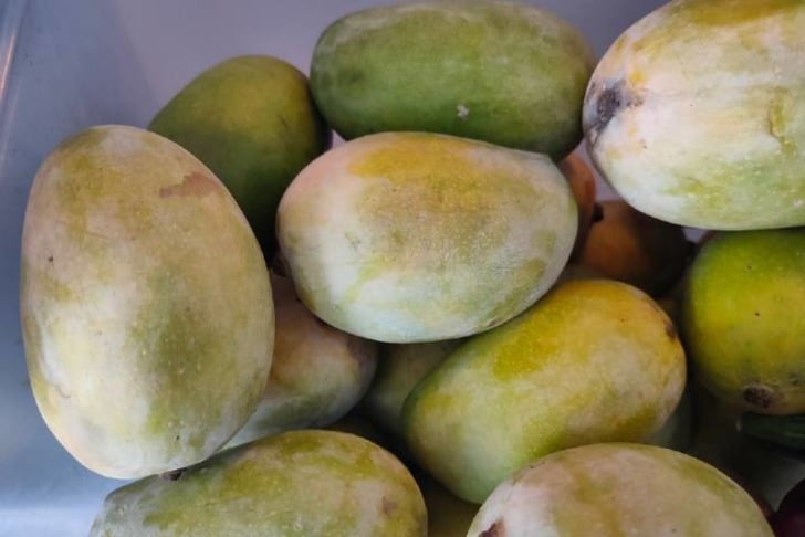 mango-saklama-shutter1