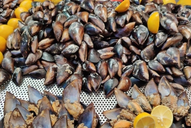 Deniz Yıldızı