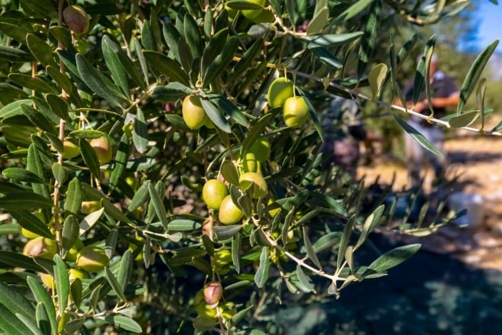 Halhalı Zeytini (7)