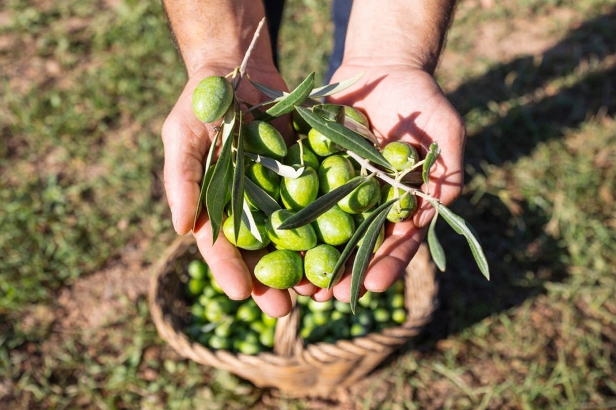Zeytin Ne Zaman Toplanır? Aylara ve Bölgelere Zeytin Hasat Takvimi