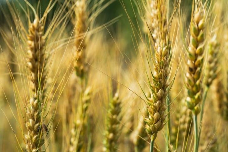 durum-bugdayi-shutter