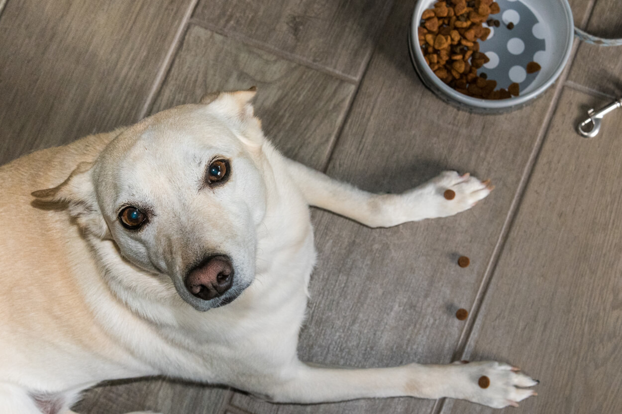 Ziyan Etmek Olmaz: Evde Kalan Yemeklerle Yapabileceğiniz Köpek Mamaları