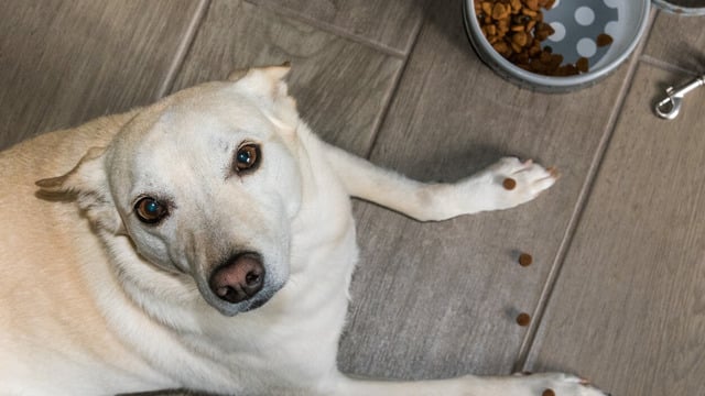 Ziyan Etmek Olmaz: Evde Kalan Yemeklerle Yapabileceğiniz Köpek Mamaları