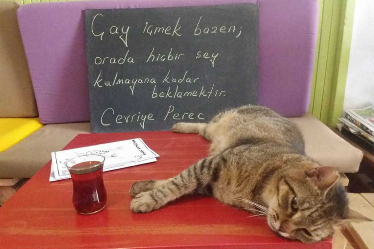 "Tiryaki Kedi"ler Müjgan ve Cevriye'den Öğrenebileceğiniz 12 Mühim Çay Dersi