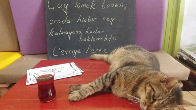 "Tiryaki Kedi"ler Müjgan ve Cevriye'den Öğrenebileceğiniz 12 Mühim Çay Dersi