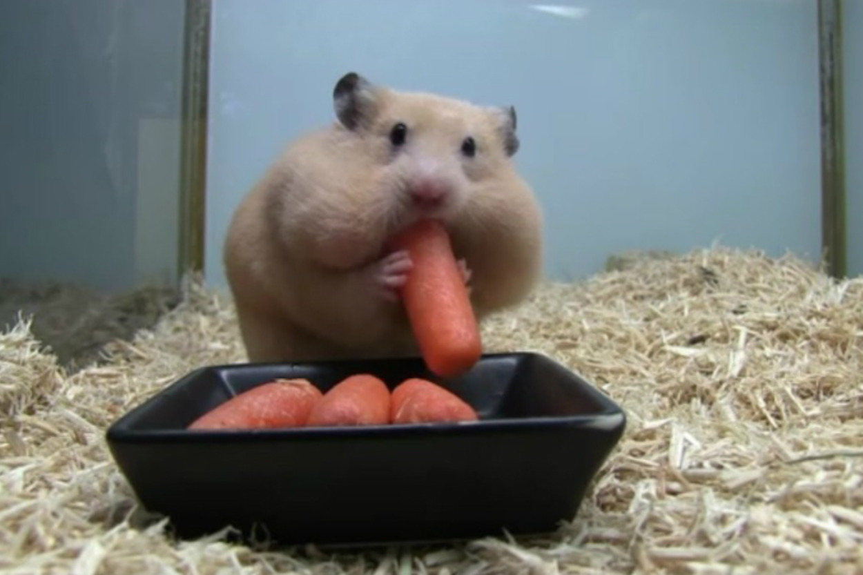 Bebek Hamster ve Birkaç Saniyede Gömdüğü Havuçlar