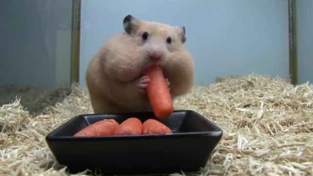 Bebek Hamster ve Birkaç Saniyede Gömdüğü Havuçlar