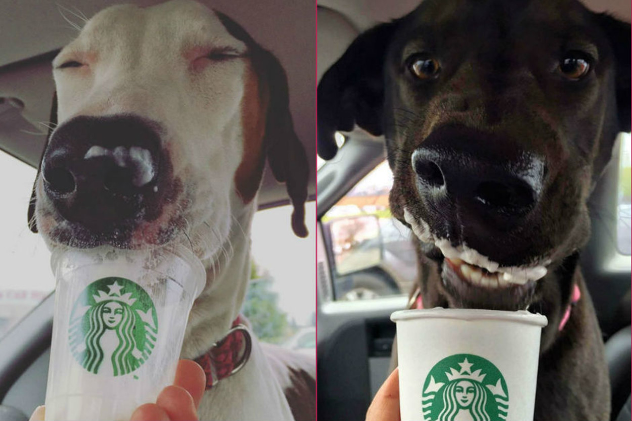 Terk Edilen Köpekleri Mutlu Etmek İçin Onları Kahve İçmeye Çıkaran Güzel Barınak