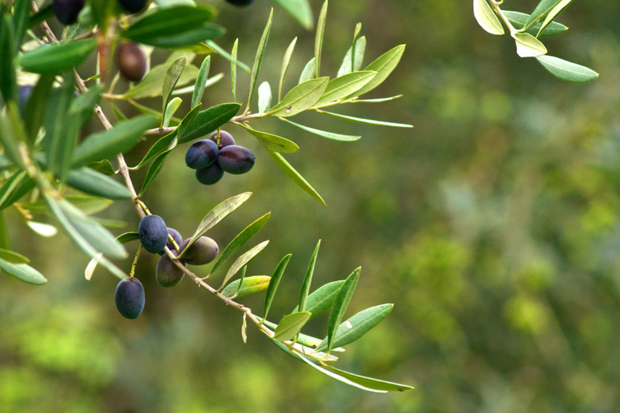 Bu Topraklarda Yapılan Her Kahvaltıyı Güzel Kılan 28 Mis Kokulu Zeytin Çeşidi
