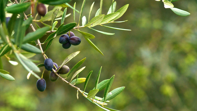 Bu Topraklarda Yapılan Her Kahvaltıyı Güzel Kılan 28 Mis Kokulu Zeytin Çeşidi