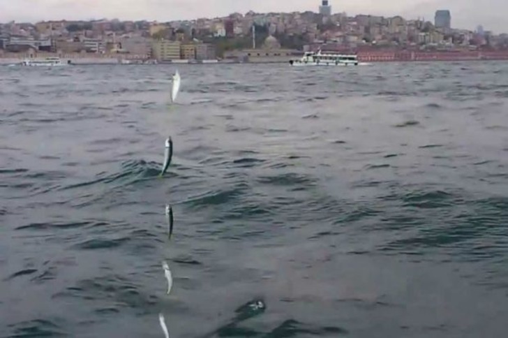 Oltanızı Alın Yola Koyulun: İstanbul'da Balık Tutabileceğiniz 7 Nokta