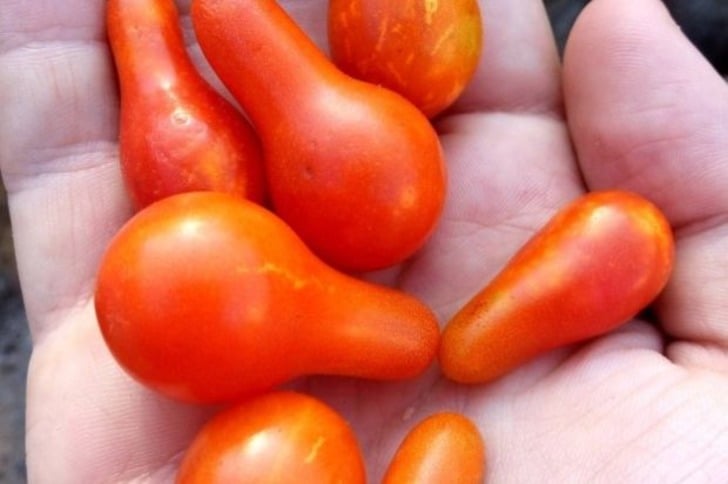 Kimlik Karmaşası Yaşadığı Her Halinden Belli Olan 14 Tövbeler Tövbesi Yiyecek