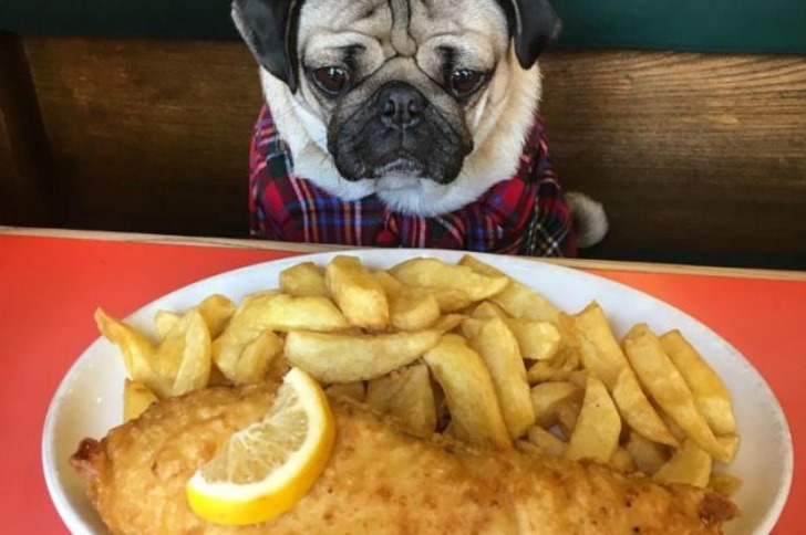 Instagram'ın Fenomen Köpeğinin Hep Diyetteymişçesine Hüzünlü 17 Pozu