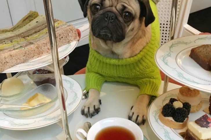 Instagram'ın Fenomen Köpeğinin Hep Diyetteymişçesine Hüzünlü 17 Pozu