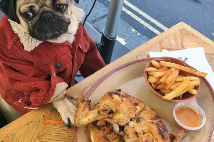 Instagram'ın Fenomen Köpeğinin Hep Diyetteymişçesine Hüzünlü 17 Pozu