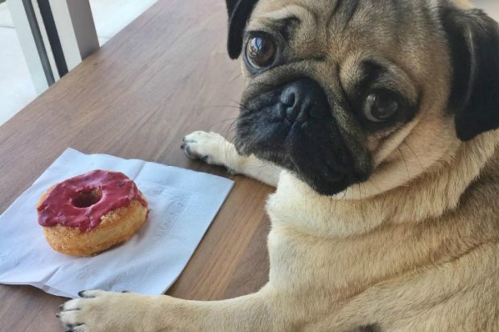 Instagram'ın Fenomen Köpeğinin Hep Diyetteymişçesine Hüzünlü 17 Pozu