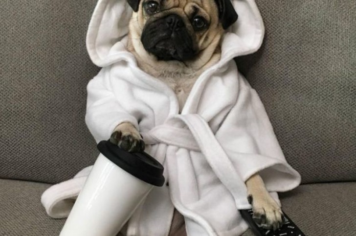 Instagram'ın Fenomen Köpeğinin Hep Diyetteymişçesine Hüzünlü 17 Pozu