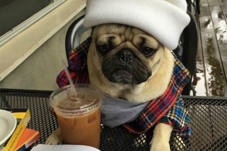 Instagram'ın Fenomen Köpeğinin Hep Diyetteymişçesine Hüzünlü 17 Pozu