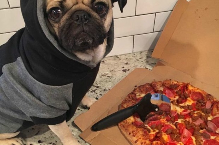 Instagram'ın Fenomen Köpeğinin Hep Diyetteymişçesine Hüzünlü 17 Pozu