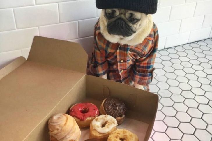 Instagram'ın Fenomen Köpeğinin Hep Diyetteymişçesine Hüzünlü 17 Pozu