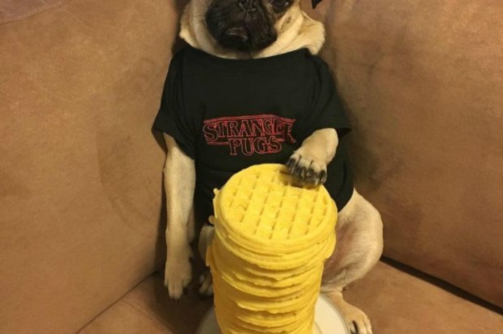 Instagram'ın Fenomen Köpeğinin Hep Diyetteymişçesine Hüzünlü 17 Pozu