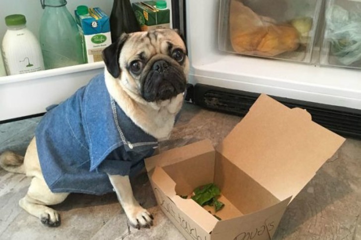 Instagram'ın Fenomen Köpeğinin Hep Diyetteymişçesine Hüzünlü 17 Pozu