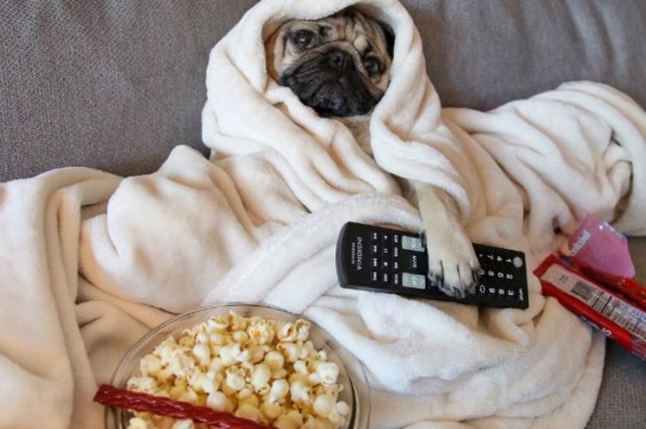 Instagram'ın Fenomen Köpeğinin Hep Diyetteymişçesine Hüzünlü 17 Pozu