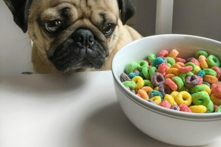 Instagram'ın Fenomen Köpeğinin Hep Diyetteymişçesine Hüzünlü 17 Pozu