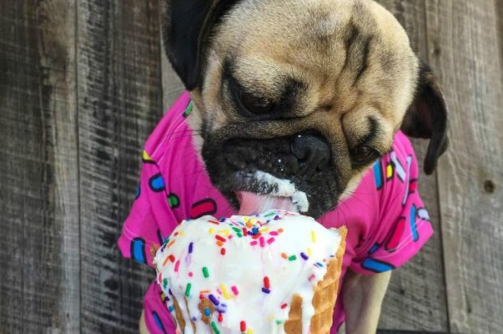 Instagram'ın Fenomen Köpeğinin Hep Diyetteymişçesine Hüzünlü 17 Pozu