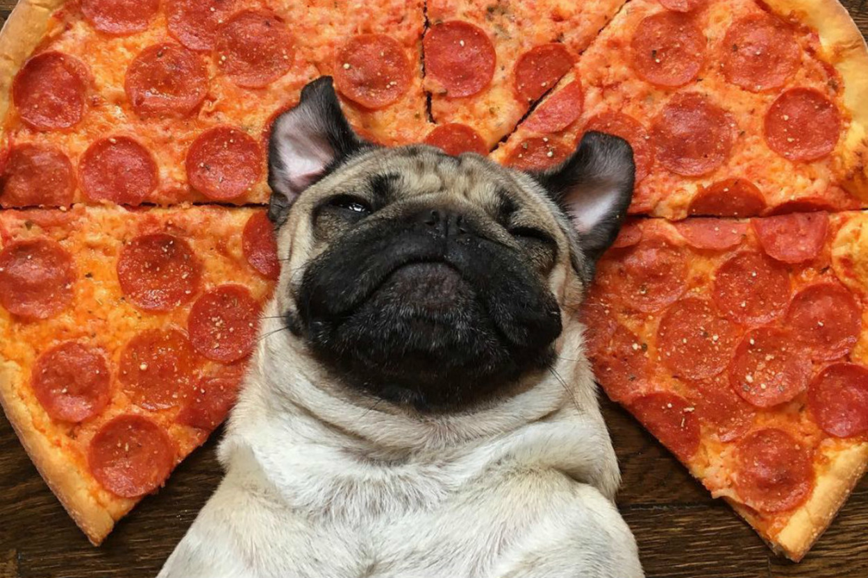 Instagram'ın Fenomen Köpeğinin Hep Diyetteymişçesine Hüzünlü 17 Pozu