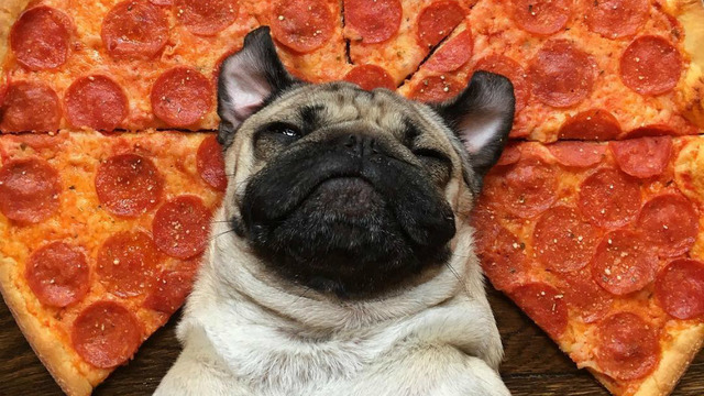 Instagram'ın Fenomen Köpeğinin Hep Diyetteymişçesine Hüzünlü 17 Pozu
