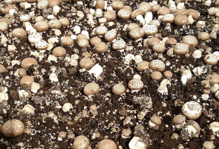 Süpermarketlerin Yaratıcı İnsanlarla Dolu Olduğunun Kanıtı 14 Pazarlama Örneği