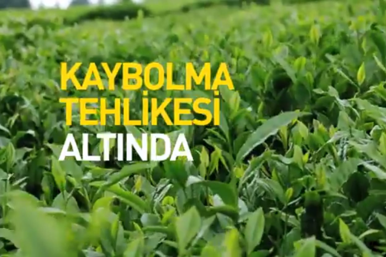 Türk Çayı Kaybolmasın Diye Sürdürülebilir Çay Tarımı Belgeseli
