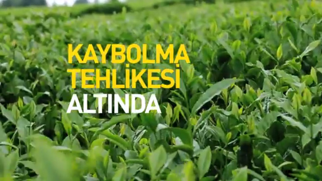 Türk Çayı Kaybolmasın Diye Sürdürülebilir Çay Tarımı Belgeseli