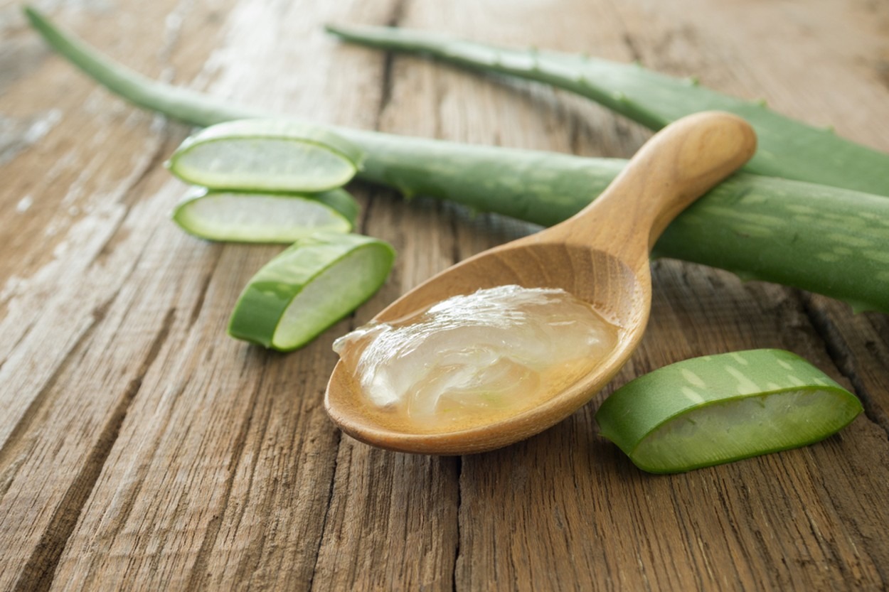 Yetiştirilmesinden Faydalarına: Aloe Vera
