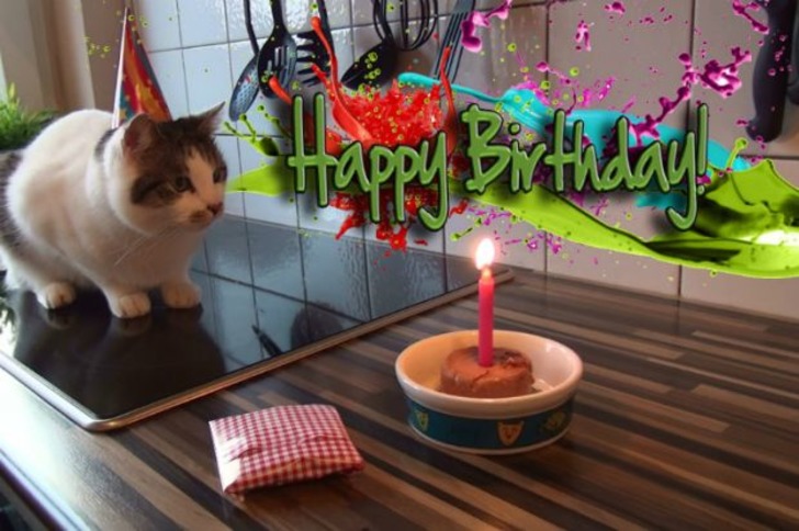 Doğum Günlerini En Az Sizin Kadar Önemseyen 15 İyi ki Doğmuş Kedi