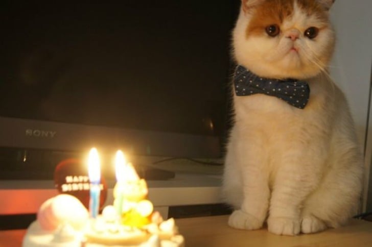Doğum Günlerini En Az Sizin Kadar Önemseyen 15 İyi ki Doğmuş Kedi