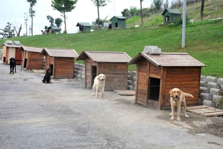 Mama Bağışı Yaparak Sahipsiz Hayvan Dostlarımızı Doyurabileceğiniz 45 Barınak