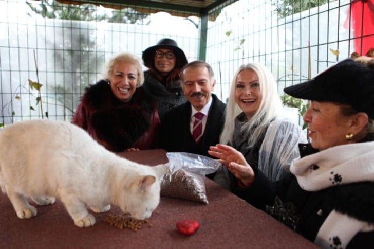 Mama Bağışı Yaparak Sahipsiz Hayvan Dostlarımızı Doyurabileceğiniz 45 Barınak