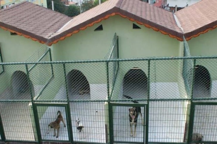 Mama Bağışı Yaparak Sahipsiz Hayvan Dostlarımızı Doyurabileceğiniz 45 Barınak