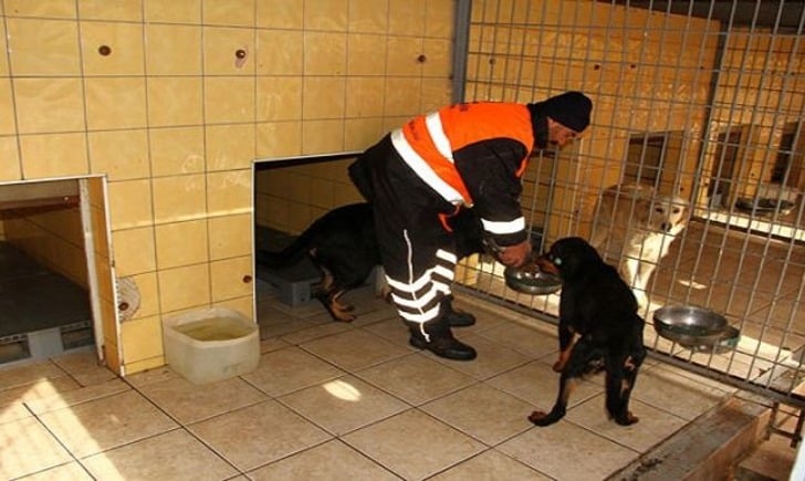 Mama Bağışı Yaparak Sahipsiz Hayvan Dostlarımızı Doyurabileceğiniz 45 Barınak