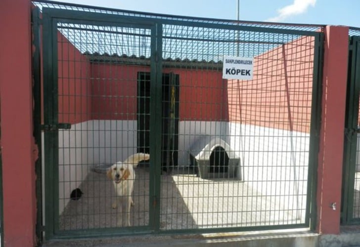 Mama Bağışı Yaparak Sahipsiz Hayvan Dostlarımızı Doyurabileceğiniz 45 Barınak