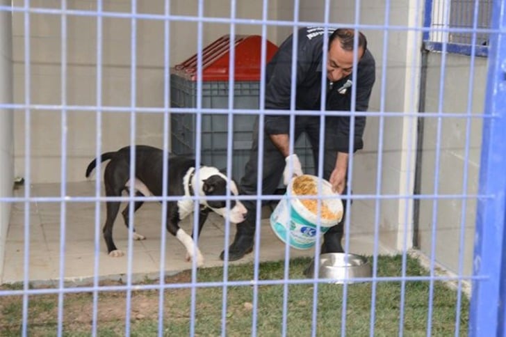 Mama Bağışı Yaparak Sahipsiz Hayvan Dostlarımızı Doyurabileceğiniz 45 Barınak