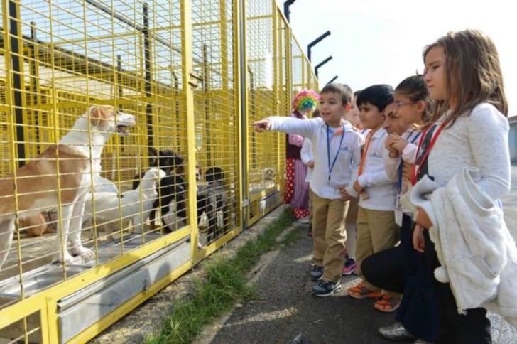 Mama Bağışı Yaparak Sahipsiz Hayvan Dostlarımızı Doyurabileceğiniz 45 Barınak