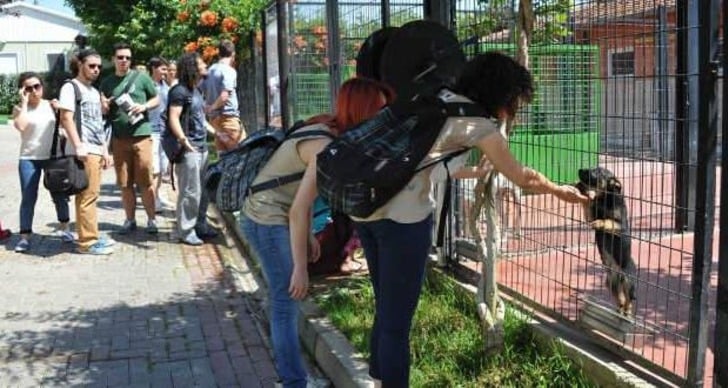 Mama Bağışı Yaparak Sahipsiz Hayvan Dostlarımızı Doyurabileceğiniz 45 Barınak